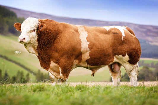 Brown and white bull standing in a grassy field with mountains in the background