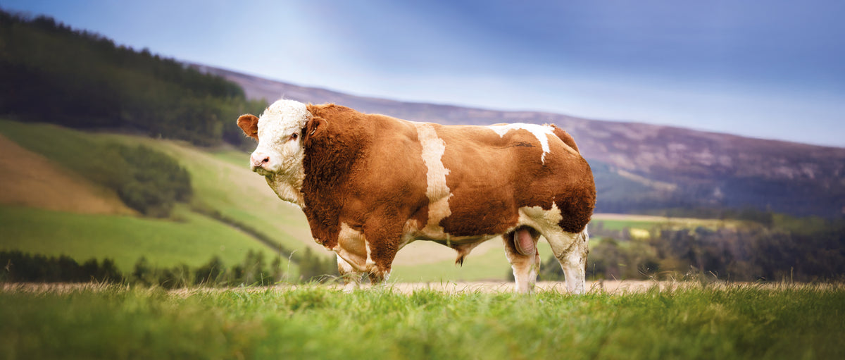 Simmental Sires | The number one UK site for Simmental Semen