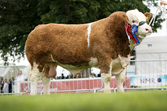Brown and white cow with a ribbon at a livestock show