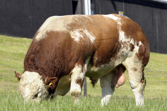 Brown and white bull grazing on grass with a dark background