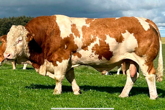 Brown and white cow standing on green grass with a cloudy sky in the background