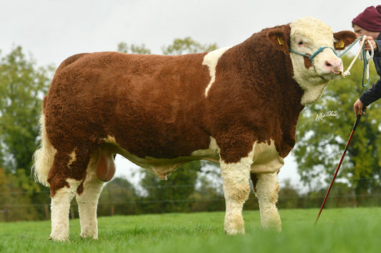 Brown and white bull standing on grass with a person holding a rope in the background