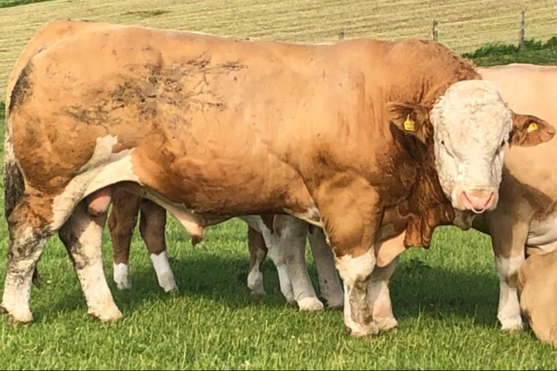 Corskie Highlander 16 EX 93