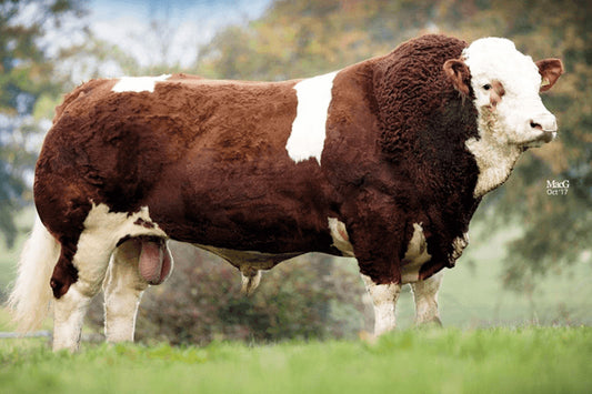 Brown and white bull standing on grass with a blurred natural background