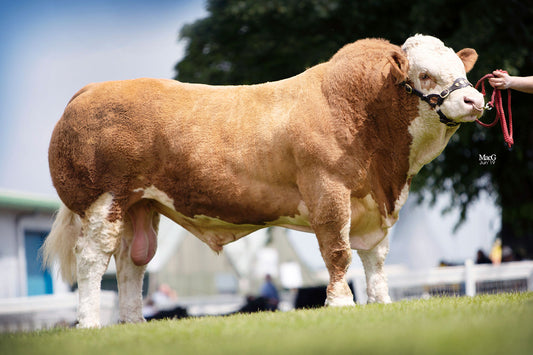 Brown and white cow standing on grass with a blurred background