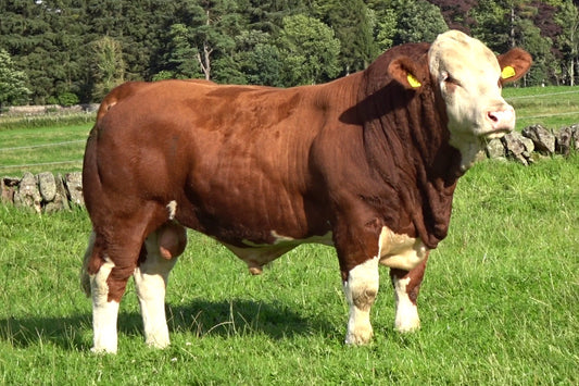 Brown bull with white face standing in a grassy field with trees in the background