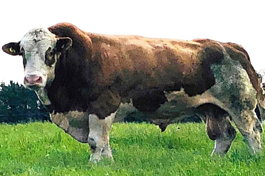 Brown and white cow standing on green grass with a blurred background
