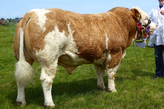 Killiworgie Emperor 13