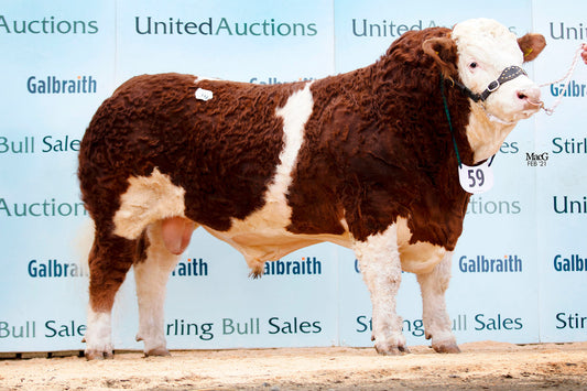 Brown and white bull standing on a platform with a blue background featuring 'United Auctions' and 'Galbraith'.