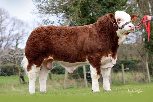 Ranfurly Rolo R6 24