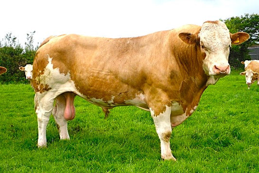 Skerrington Armada 09 9