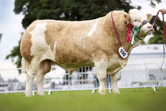 Large brown and white bull with a visible tag on a grassy field