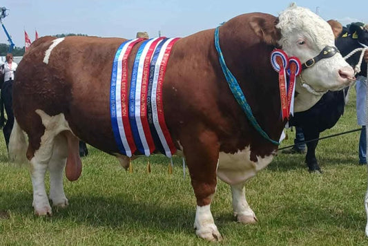 Treverbyn Norman 22 (P)